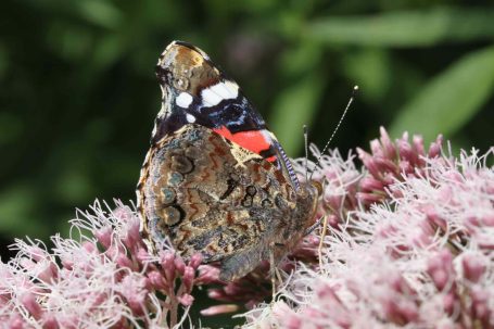 Atalanta vlinder foerageert op de inheemse plant koninginnenkruid In bijvriendelijke tuinen van beewilding zijn altijd vlinders te vinden die aangetrokken worden door de diversiteit aan inheemse planten