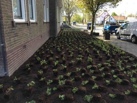 Bijvriendelijke vaste planten border in aanleg Beewilding heeft voor deze openbaar groen border een bijvriendelijk beplantingsplan gemaakt met jaarrond bloeiende plantensoorten
