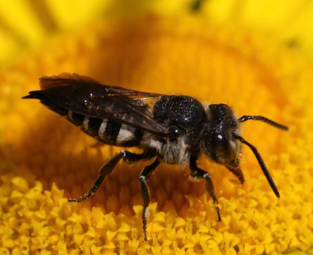 Wilde bij: Kegelbij foerageert op inheemse plant Heelblaadjes Met bloemrijke en inheemse planten ontwikkeld beewilding robuuste bijenhabitats.