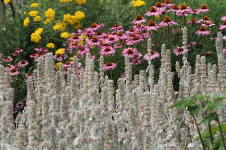 Bijvriendelijke vaste planten border Een vaste planten border vol met bijvriendelijke en vlinderlokkende bloeiende vaste planten